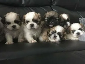 shih tzu puppies for sale