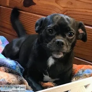 Black Puggle  ZURI 