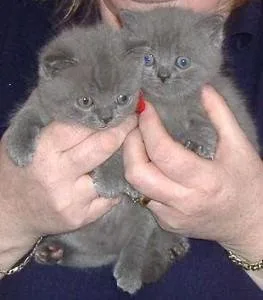British Short Hair Kittens  2605170367