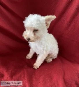 Toy PoodleChihuahua 7months old