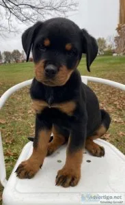 Rottweiler Puppies for Sale