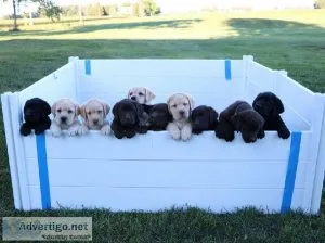 Adorable Labrador retrievers for rehoming