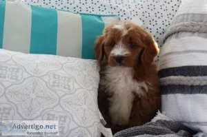 Logan Male Mini Goldendoodle