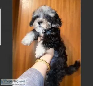 Female Shih-Poo Pup For Adoption