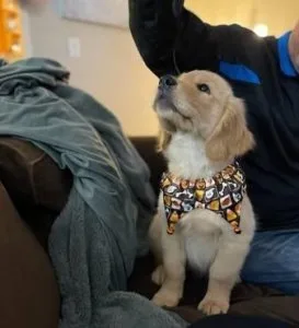 Golden Retriever puppy