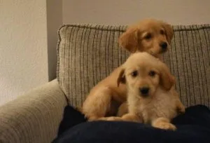 Golden Retriever Pups