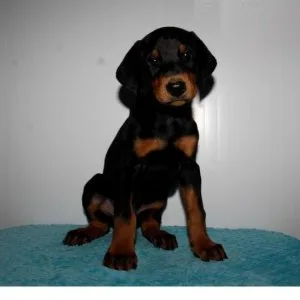 Doberman Pinscher Puppies for Sale
