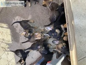 Puppies