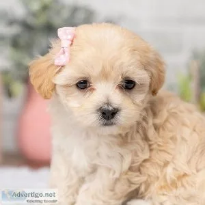 maltipoo puppies For sale