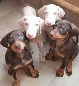 Doberman puppies For sale