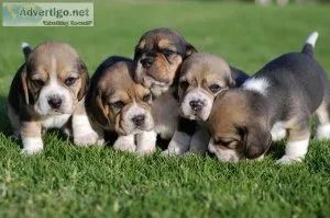 AKC Beagle puppies available