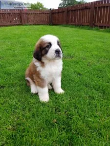 Saint Bernard Puppies AKC registered