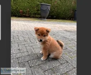 Female Shiba Inu Pup For Adoption