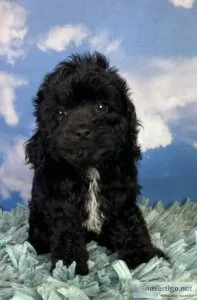Jessie cavapoo