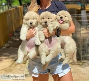 Purebred Golden Retriever Puppies for Sale