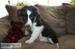 Australian Shepherd For sale