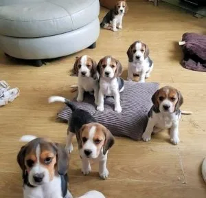 Cute Beagle puppies available