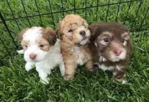 Havanese Puppies