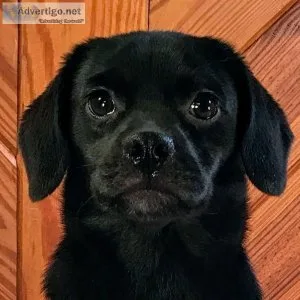 Black Puggle  ZOLA 