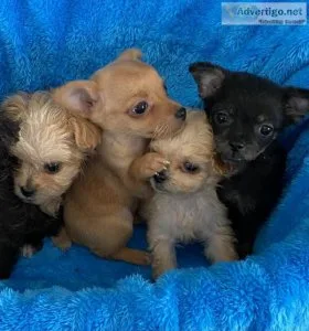 Little cuties Poodle Chihuahua mix
