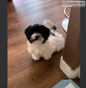 Female Havanese pup for adoption