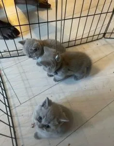Litter of 6 British Shorthair kittens