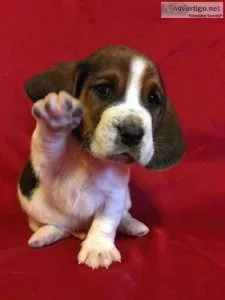 Bassett Hounds Puppies