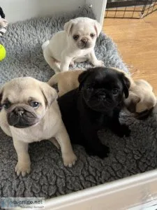 MAle and Female Pug Ready