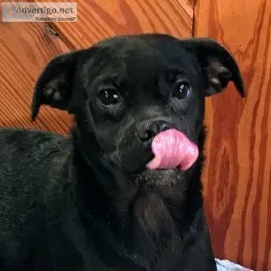Black Puggle  Venture 