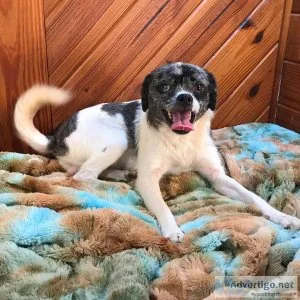 Silver and White Puggle  Moonie 