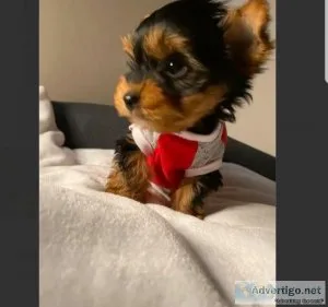 Babydoll Yorkie Male pup for adoption