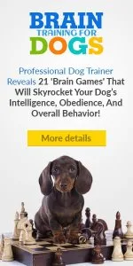 The secret to making your dog&rsquos problem behaviors disappear