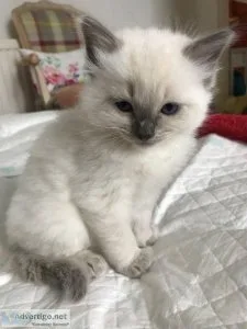 Ragdol kittens
