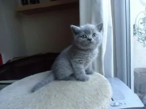 British Blue Shorthair kittens 2605170367