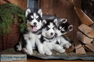 Adorable Siberian Husky puppies for rehoming