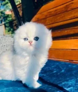 scottish fold