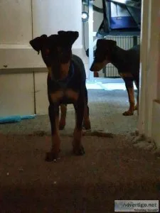 English Toy Terriers (Black and Tan) 11 weeks old.