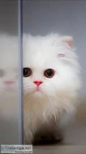 Persian Cat Price in Guwahati