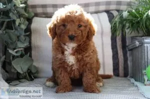 Megan Female Mini Goldendoodle