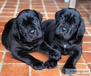 Lovely Cane Corso puppies