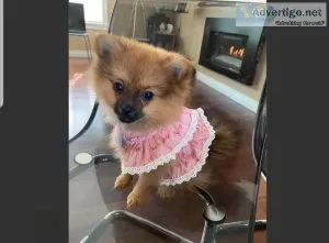 Female Pomeraninan Pup For Adoption