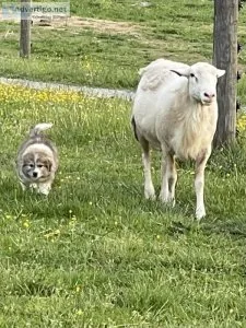 Great Pyrenees Livestock Guard Dogs
