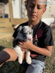 Bordercollie