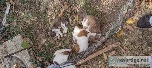Free puppies