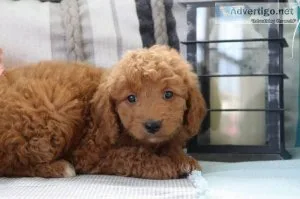 Majasmen Female Mini Goldendoodle