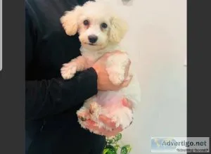 Snow white Maltipoo