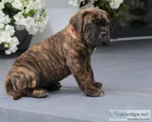 Lovely Cane Corso puppies
