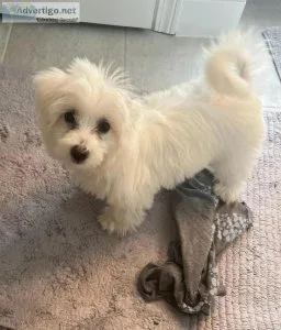 AKC Coton de Tulear puppies