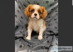 Male Cavalier King Charles Spaniel
