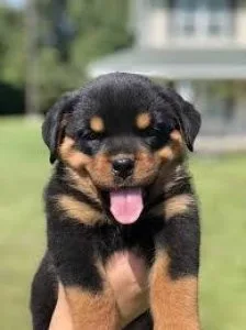 Rottweiler Puppies for sale